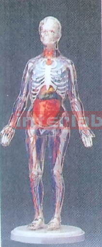 35 CM TRANSPARENT SKELETAL BODY WITH ORGANS